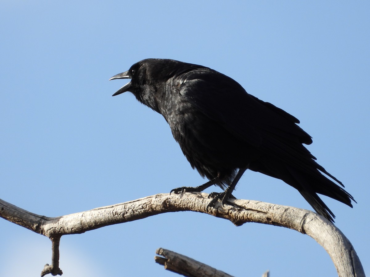 American Crow - ML650788776