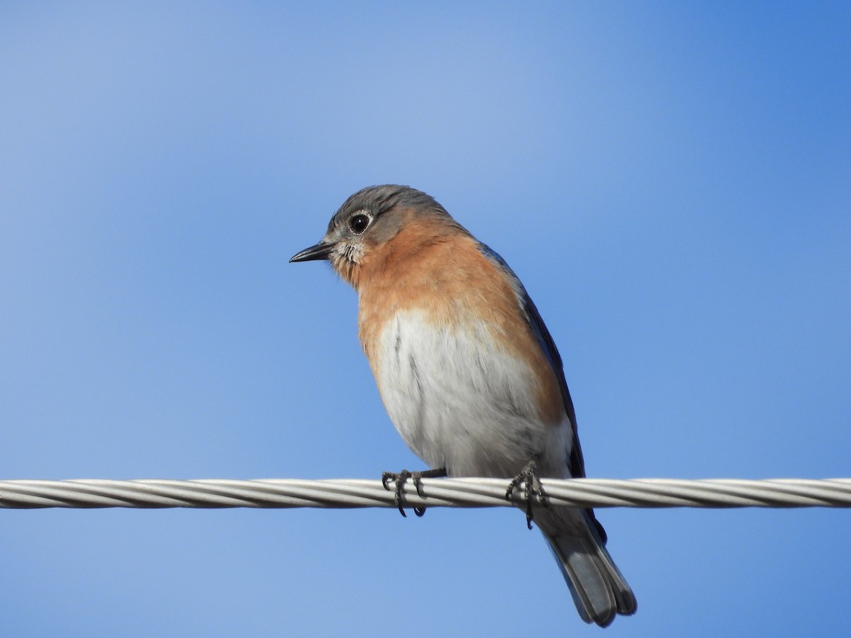 Eastern Bluebird - ML650788782