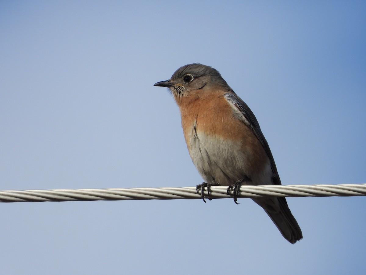 Western Bluebird - ML650788789