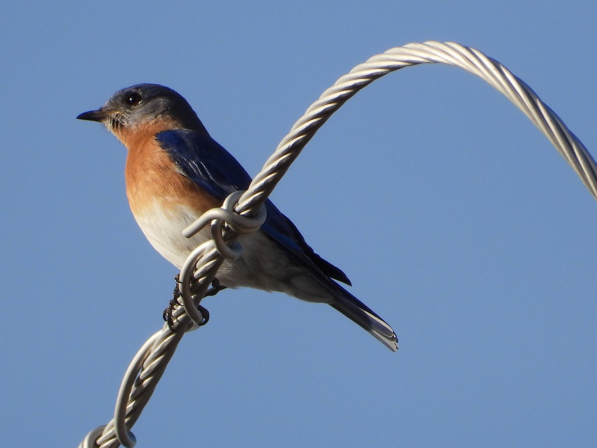 Eastern Bluebird - ML650788817
