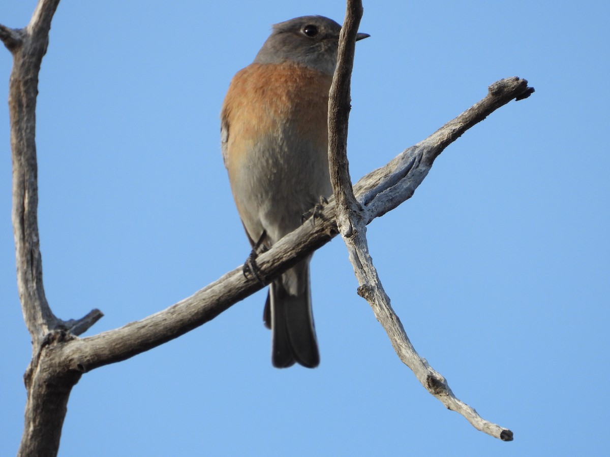 Western Bluebird - ML650788827