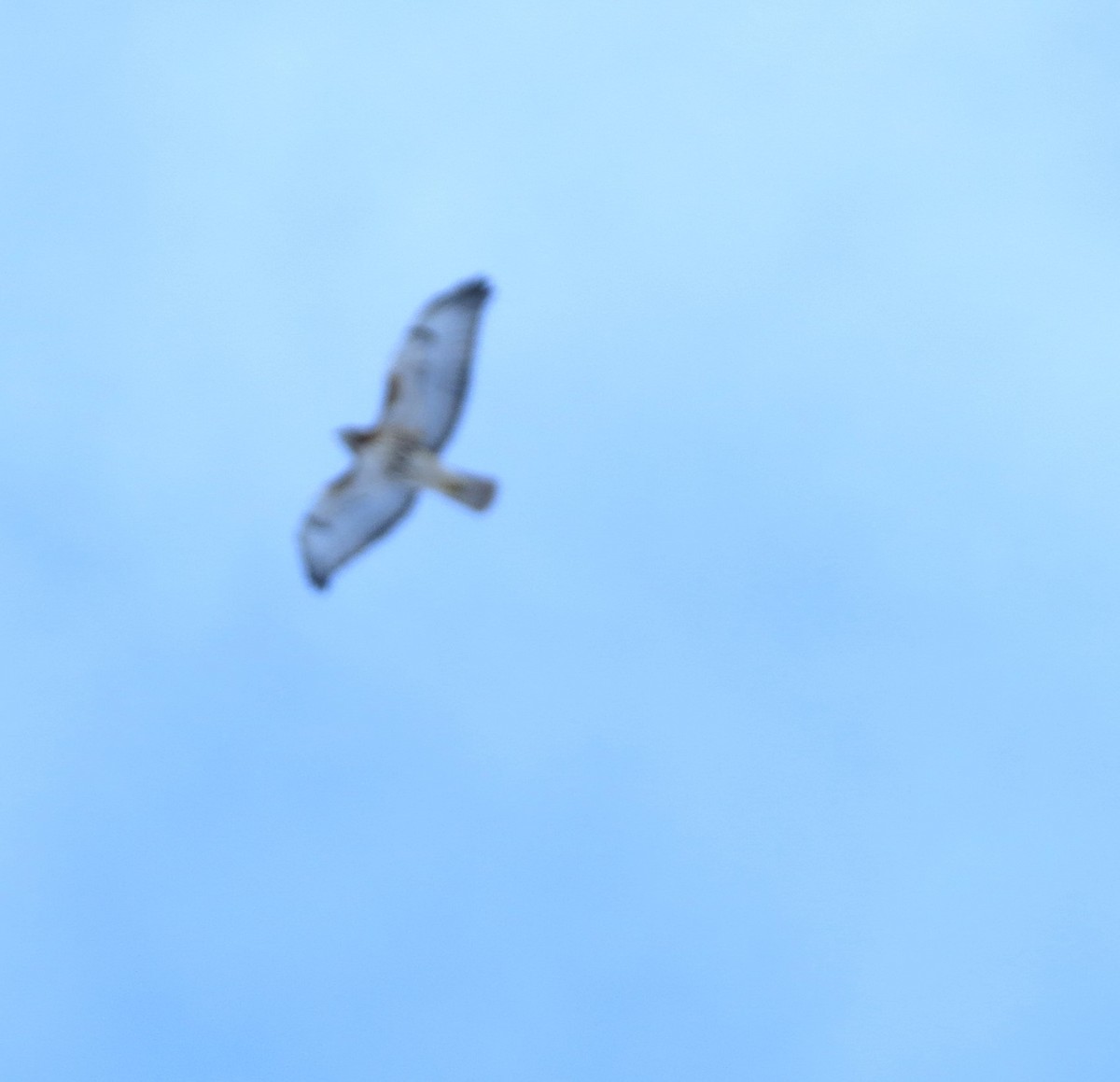 Red-tailed Hawk - ML650788829