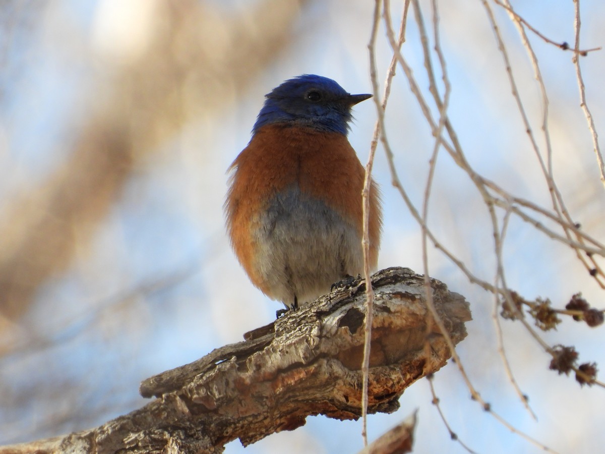 Western Bluebird - ML650788831