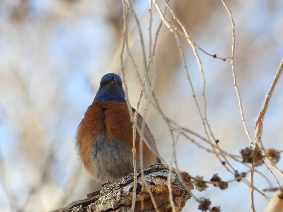 Western Bluebird - ML650788836
