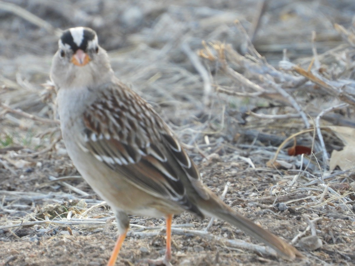 White-crowned Sparrow - ML650788872