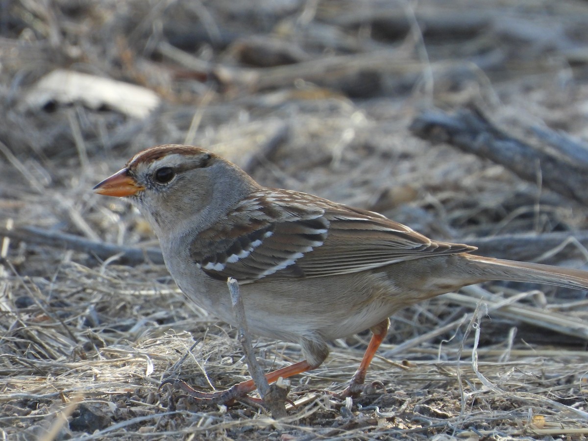 White-crowned Sparrow - ML650788881