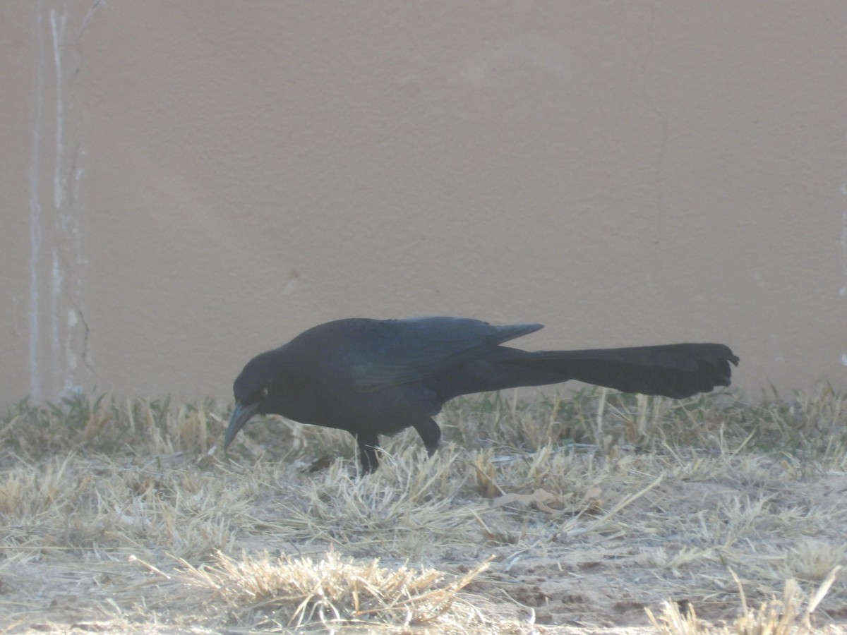 Great-tailed Grackle - ML650788888