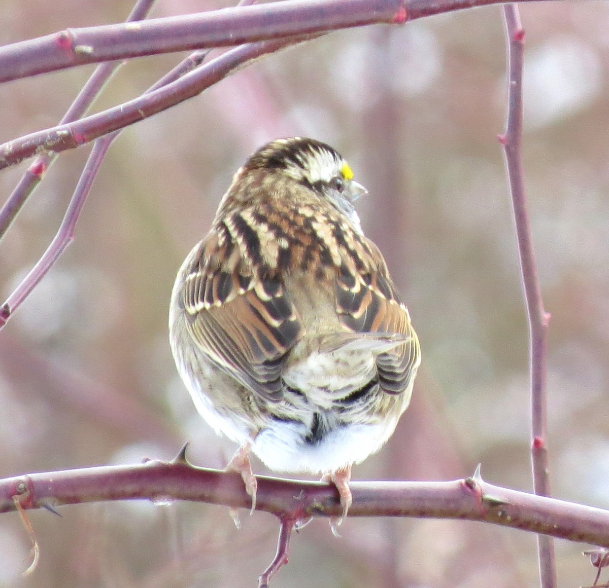 White-throated Sparrow - ML650788894