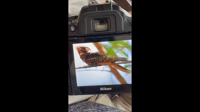 Chuck-will's-widow - ML650789065