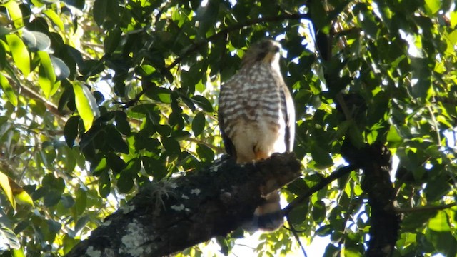 Broad-winged Hawk - ML650789073