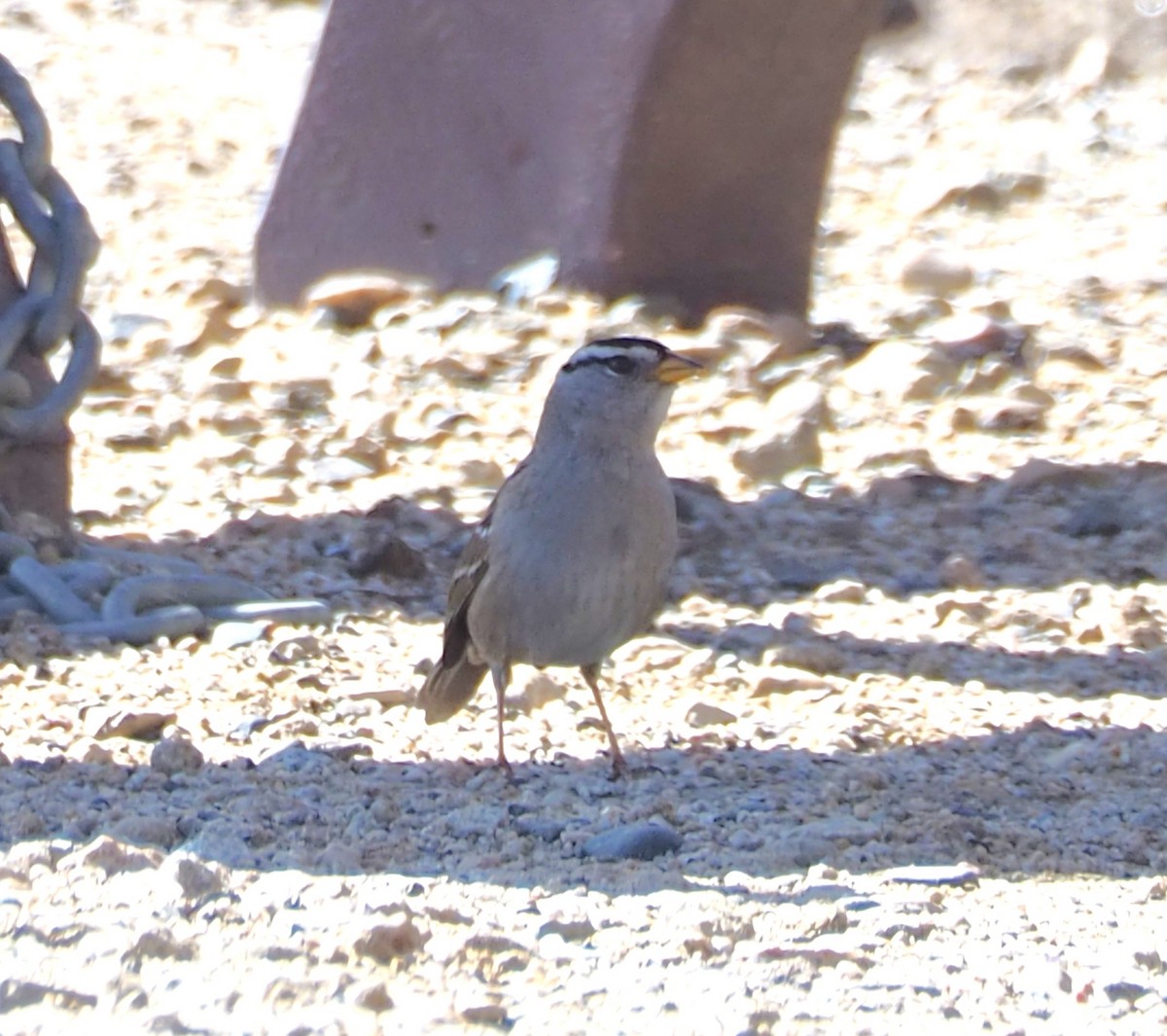 White-crowned Sparrow - ML650789247