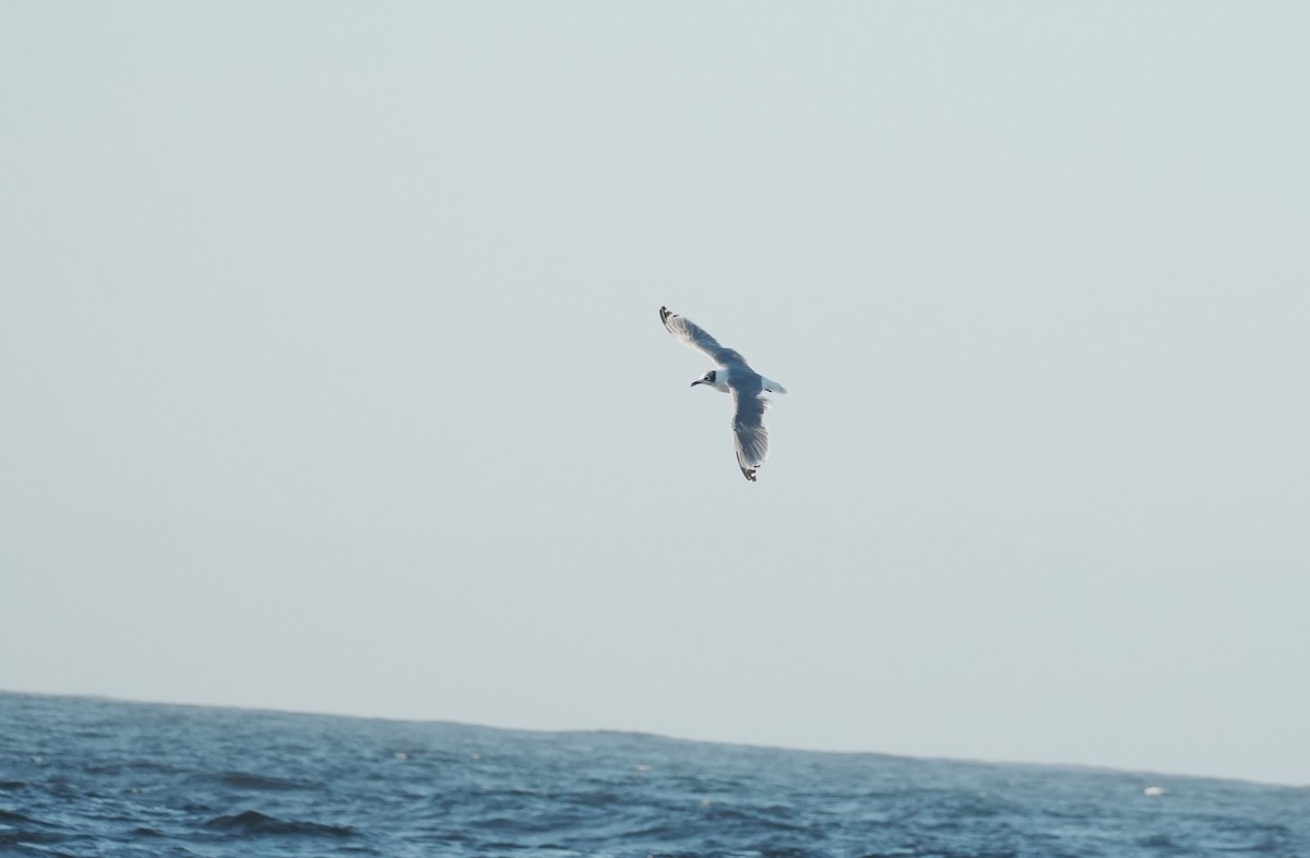 Franklin's Gull - ML650789343