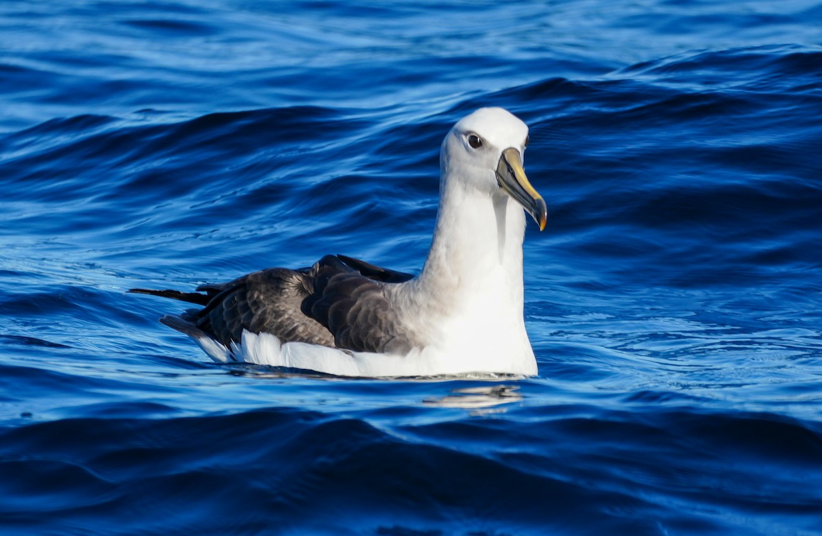 Buller's Albatross - ML650789367