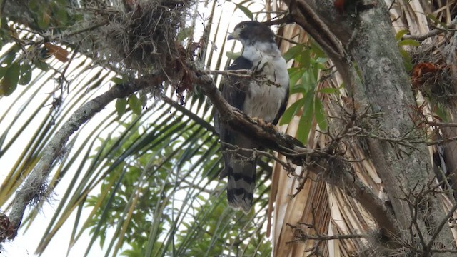Gray-headed Kite - ML650789414