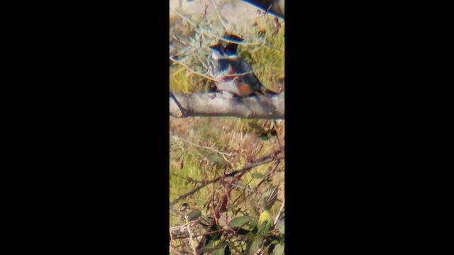 שלדג אמריקני - ML650789432