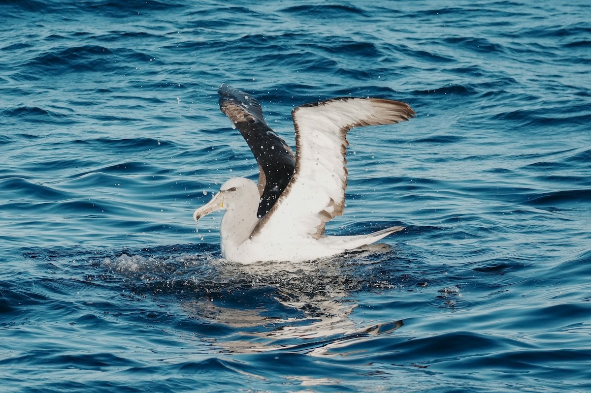 Salvin's Albatross - ML650789441