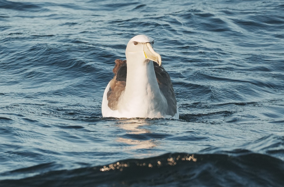 Salvin's Albatross - ML650789442
