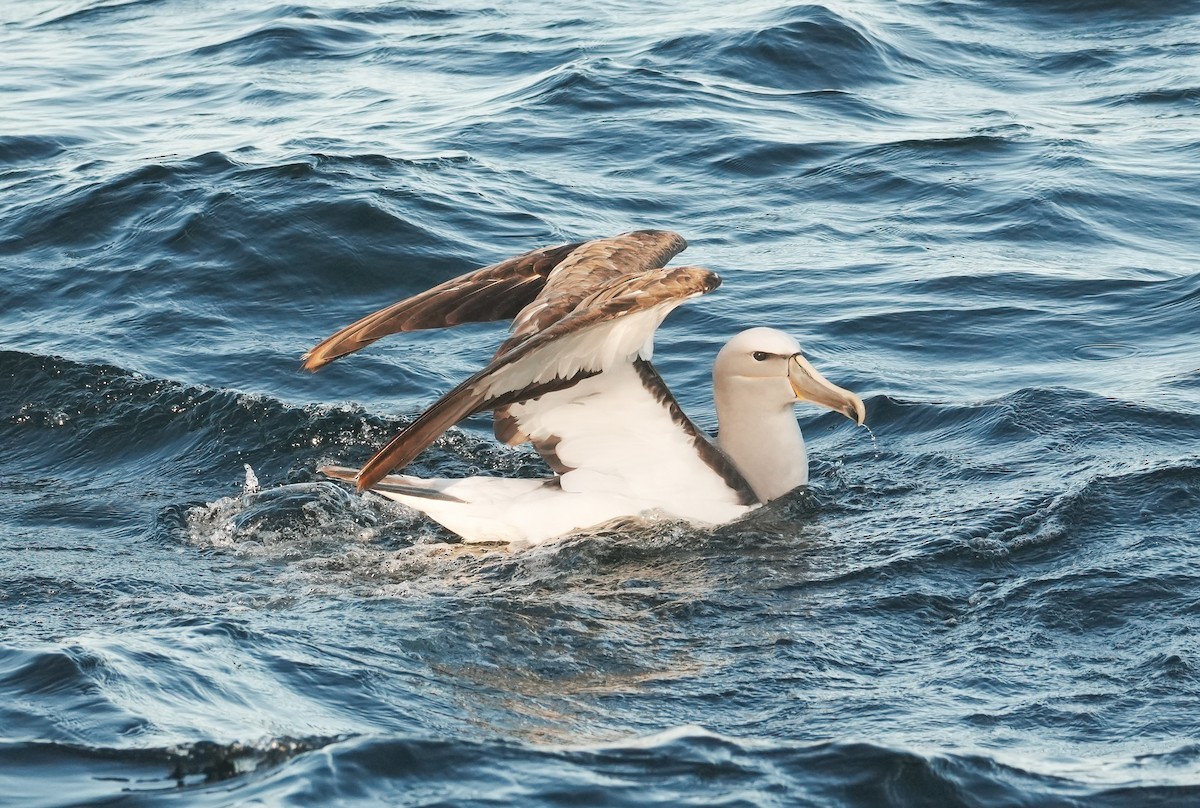 Salvin's Albatross - ML650789443