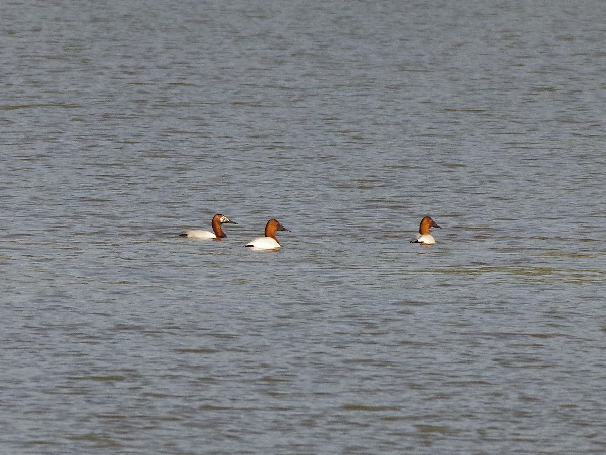 Riesentafelente - ML650789533