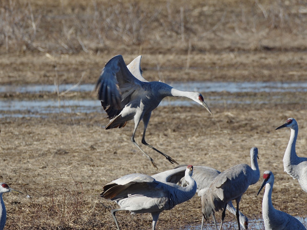 Kanadakranich - ML650789540