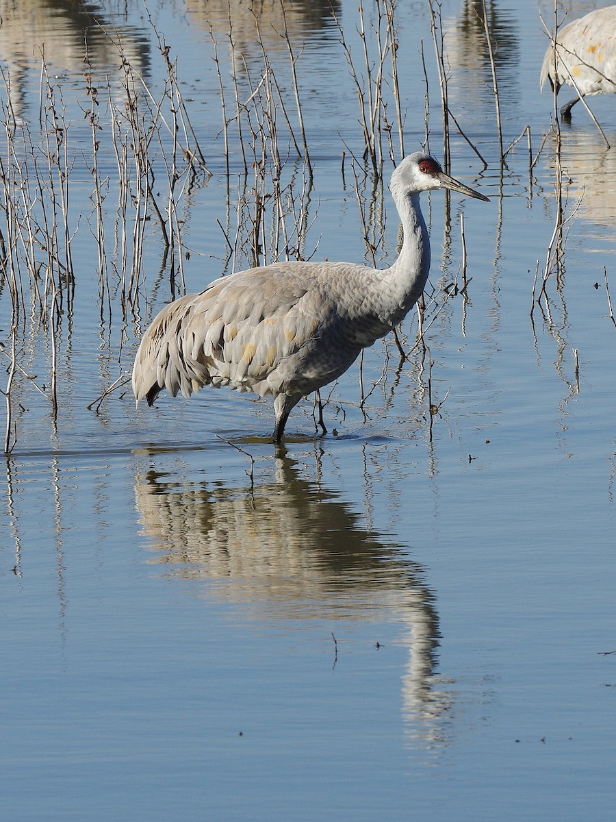 Kanadakranich - ML650789541