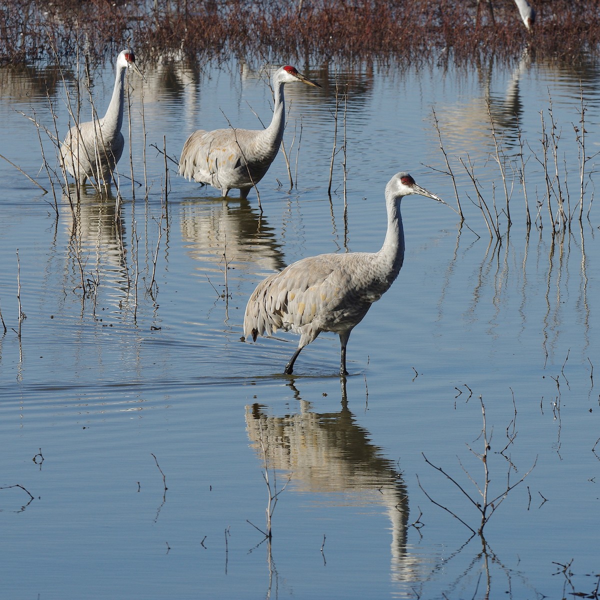 Kanadakranich - ML650789542