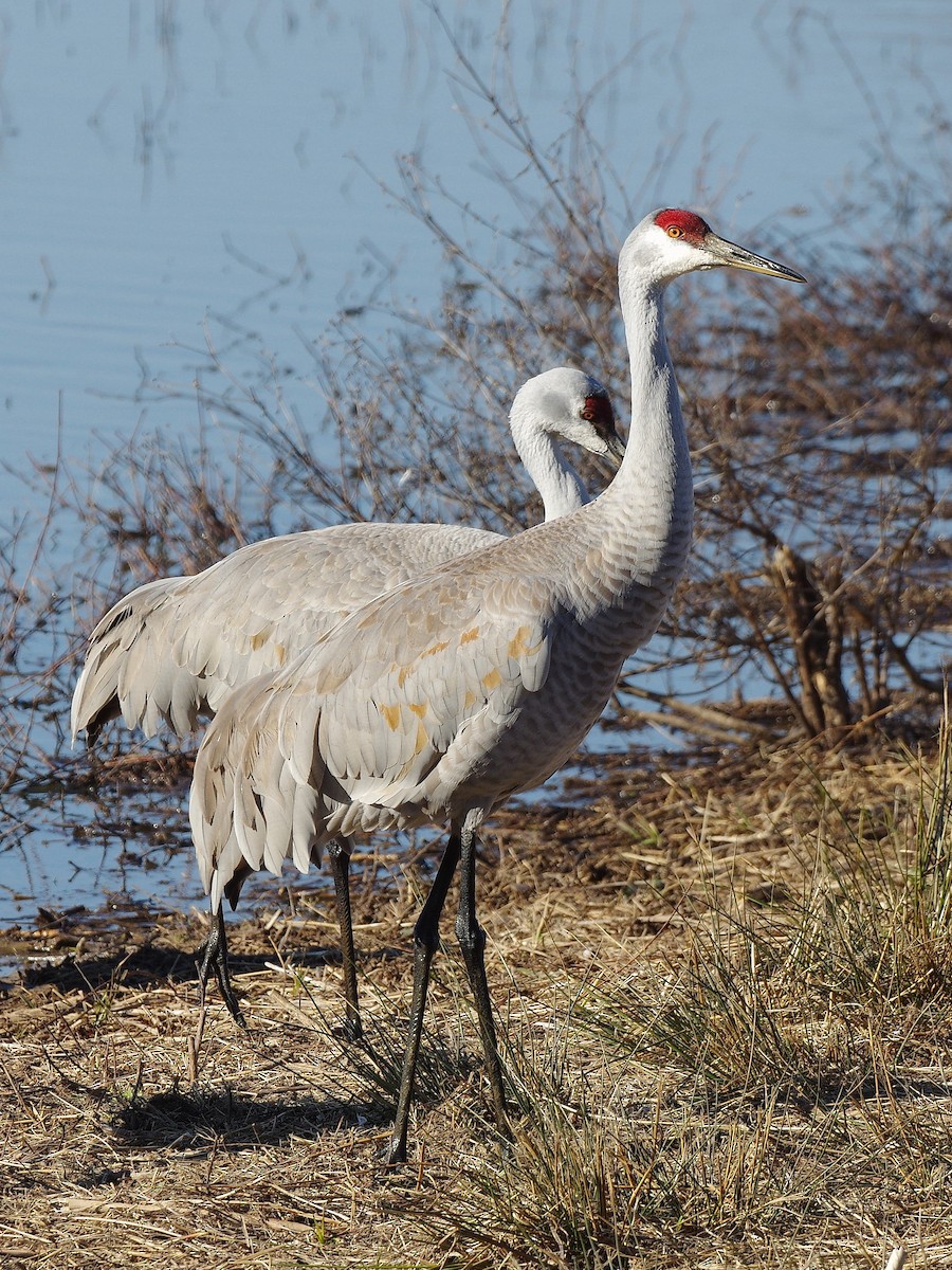 Kanadakranich - ML650789543