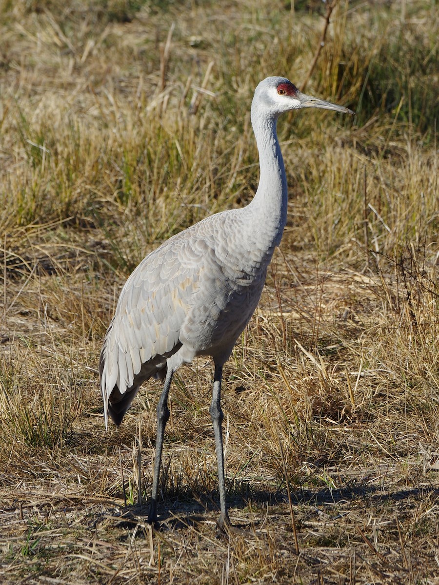 Kanadakranich - ML650789544