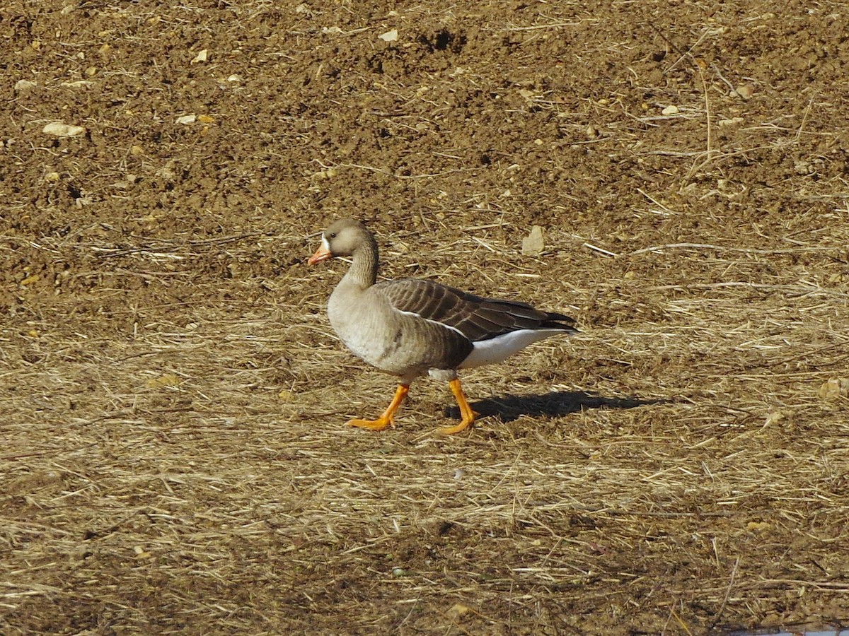 Blässgans - ML650789547