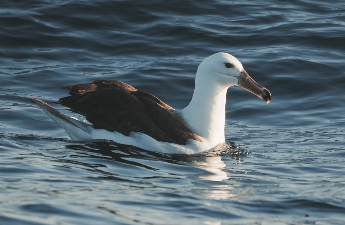 Black-browed Albatross - ML650789569