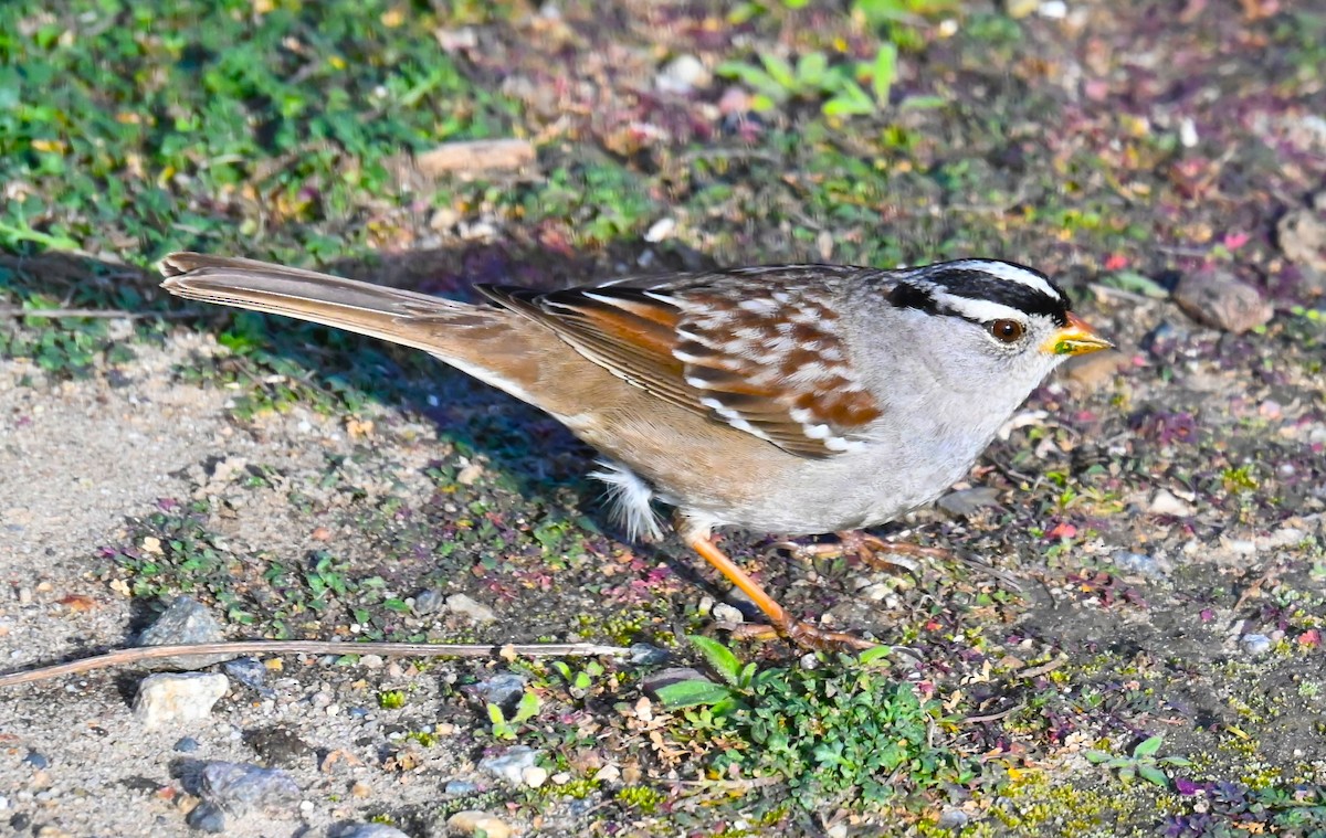 White-crowned Sparrow - ML650789575