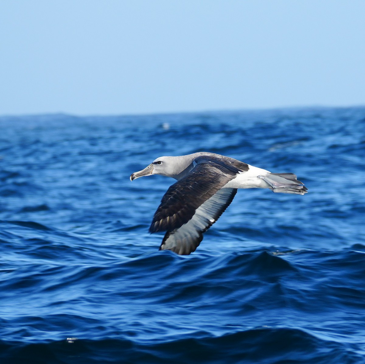 Salvin's Albatross - ML650789615