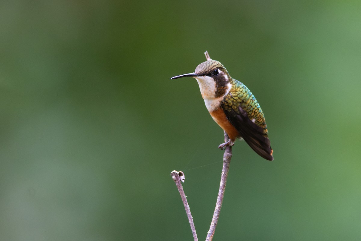 White-bellied Woodstar - ML650789639