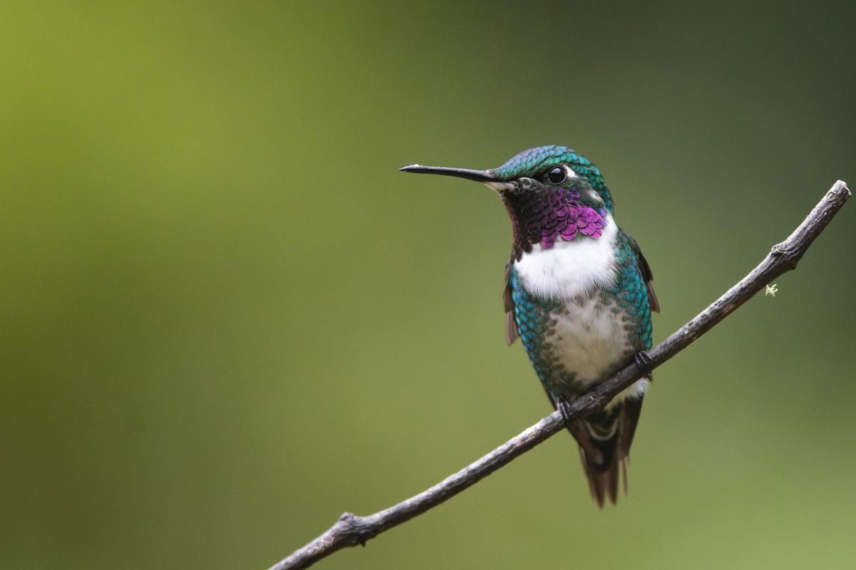 White-bellied Woodstar - ML650789640