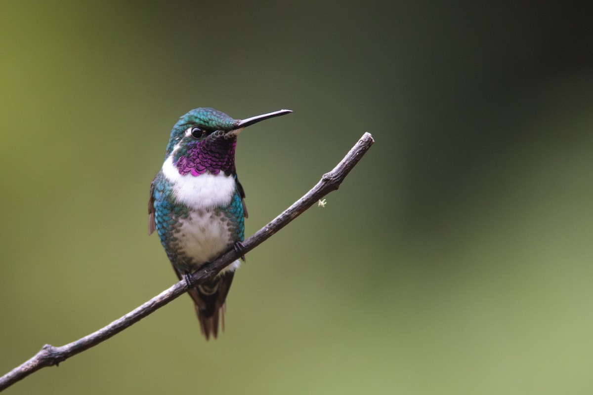 White-bellied Woodstar - ML650789641