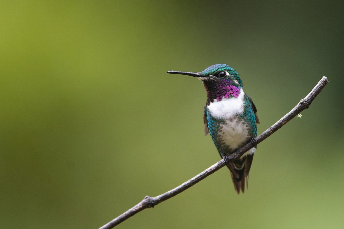 White-bellied Woodstar - ML650789642