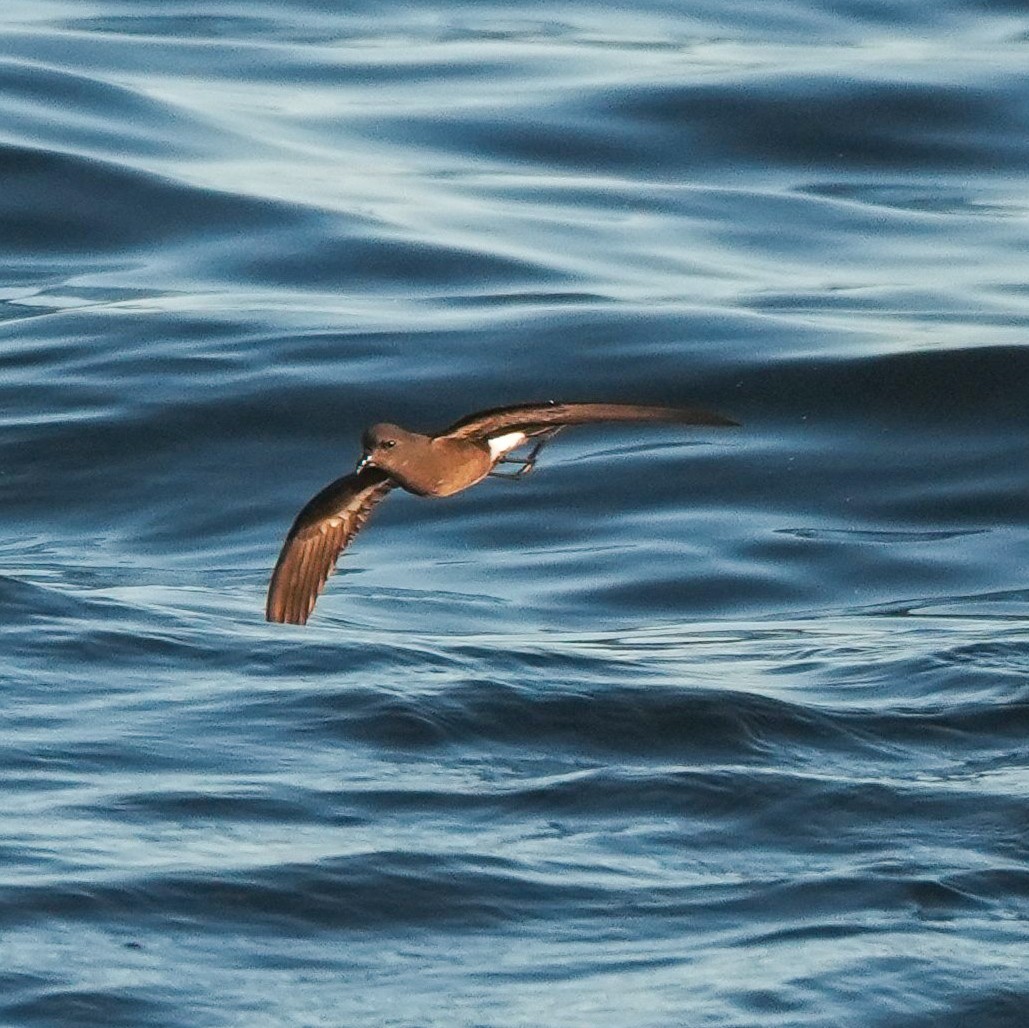 Wilson's Storm-Petrel - ML650789679