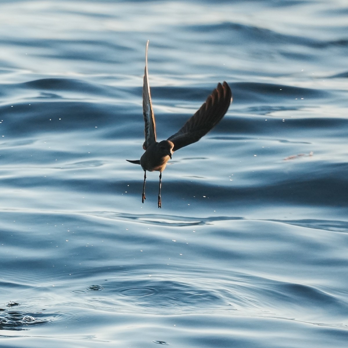Wilson's Storm-Petrel - ML650789680