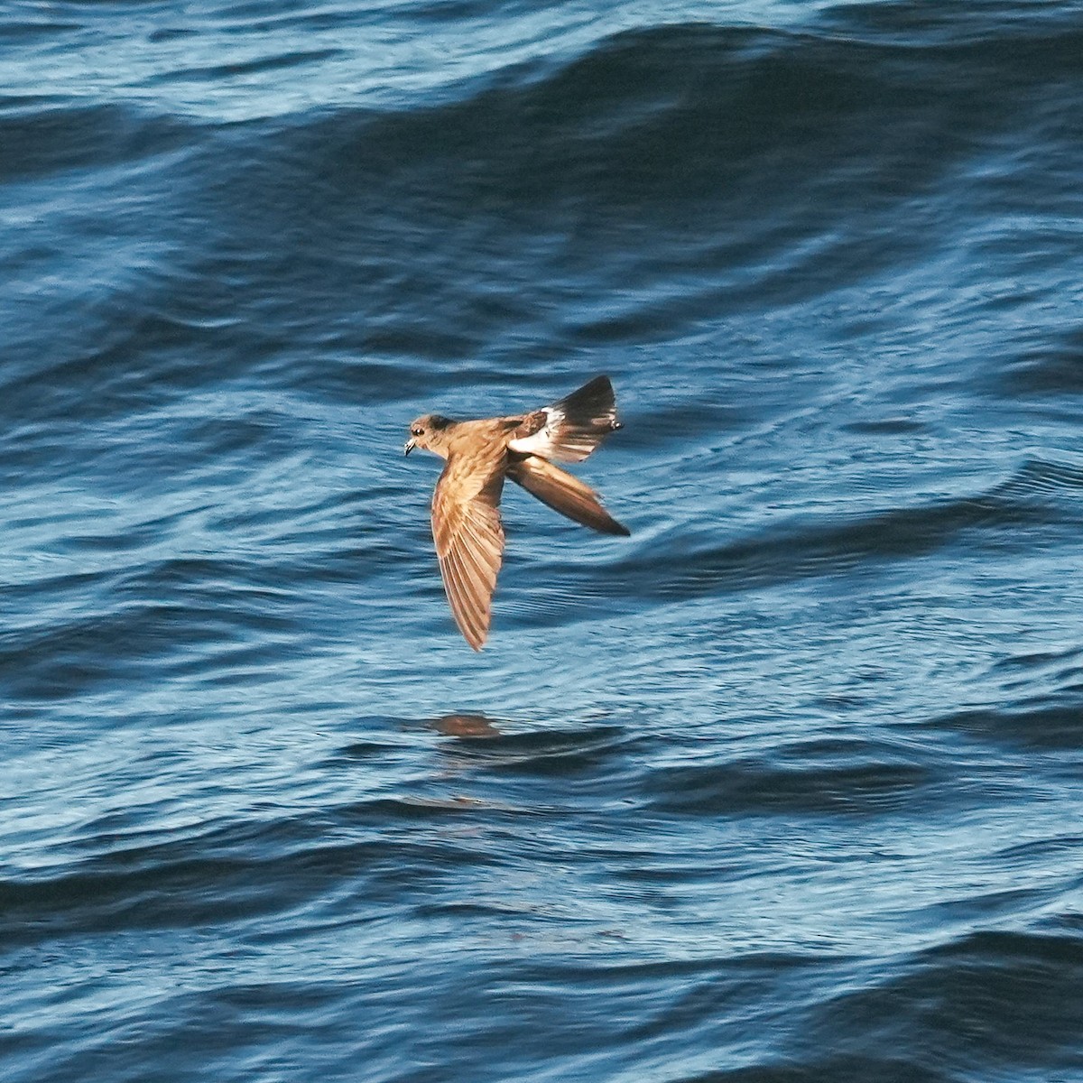 Wilson's Storm-Petrel - ML650789682