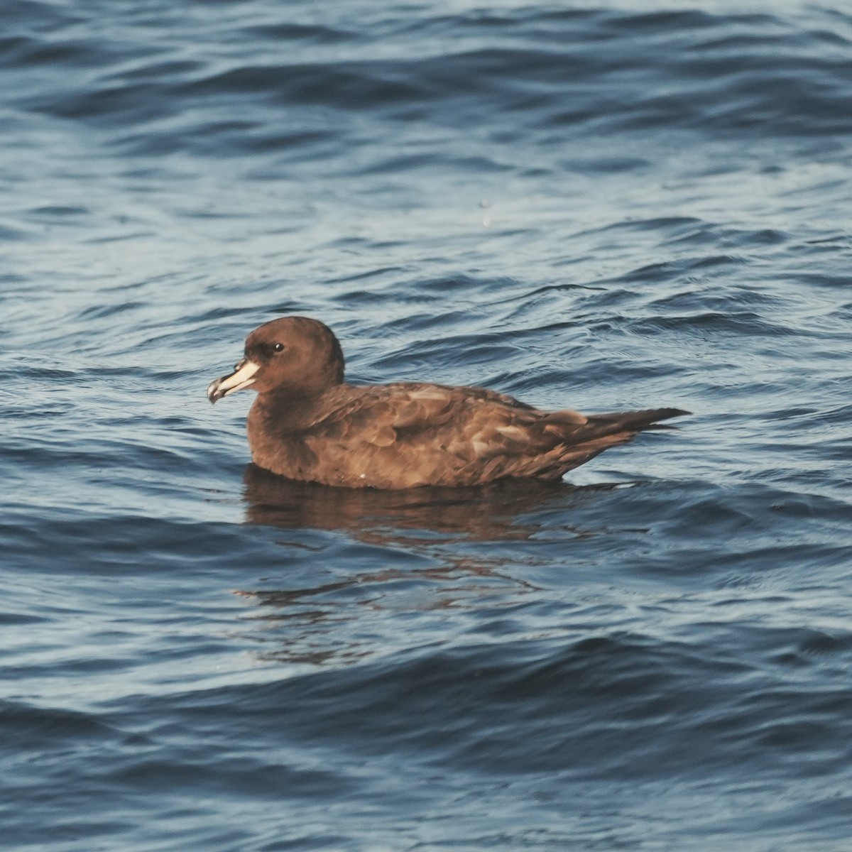 Westland Petrel - ML650789770