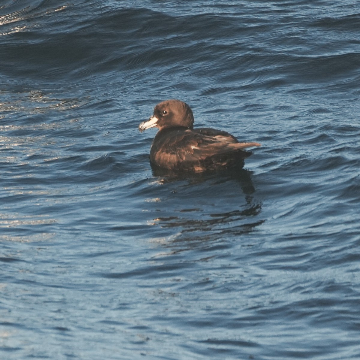 Westland Petrel - ML650789771