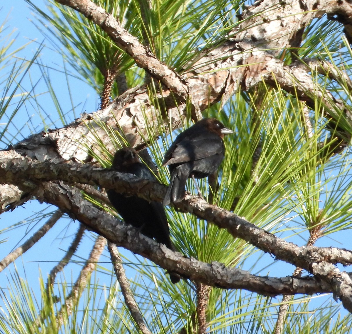Brown-headed Cowbird - ML650789904