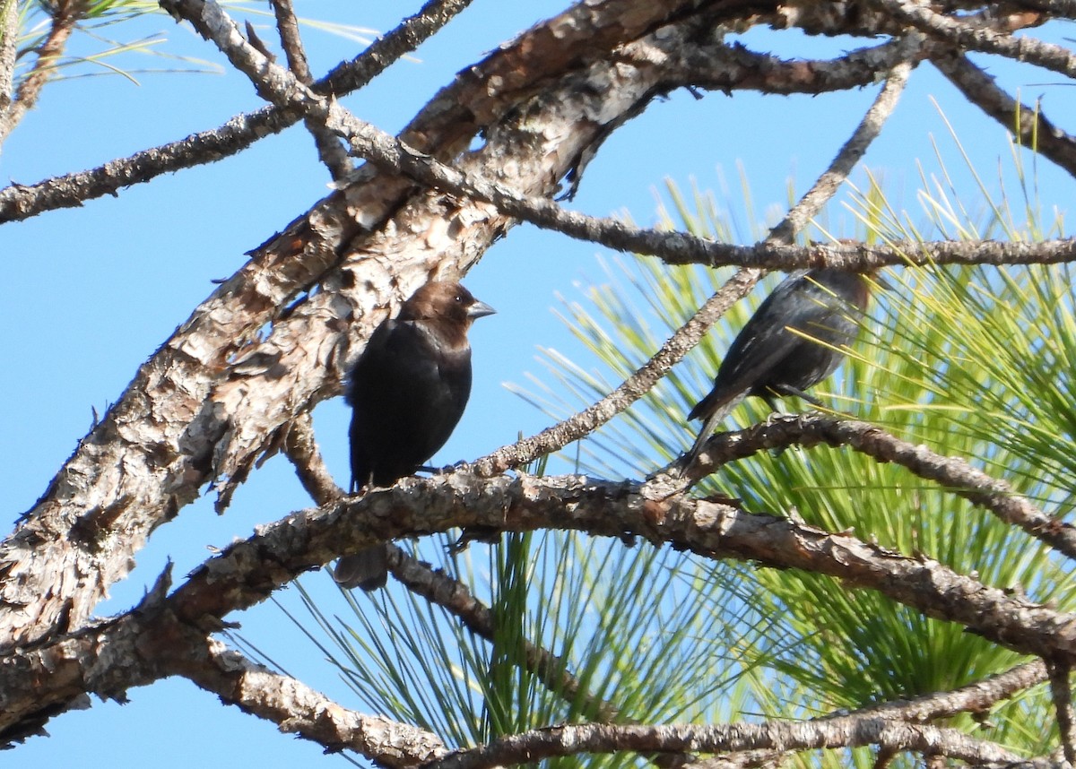 Brown-headed Cowbird - ML650789905