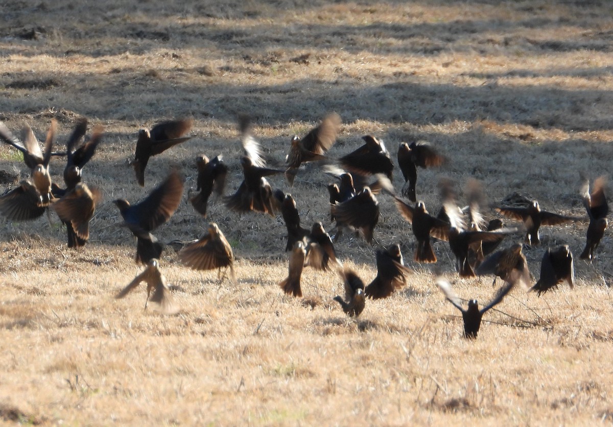 Brown-headed Cowbird - ML650789906