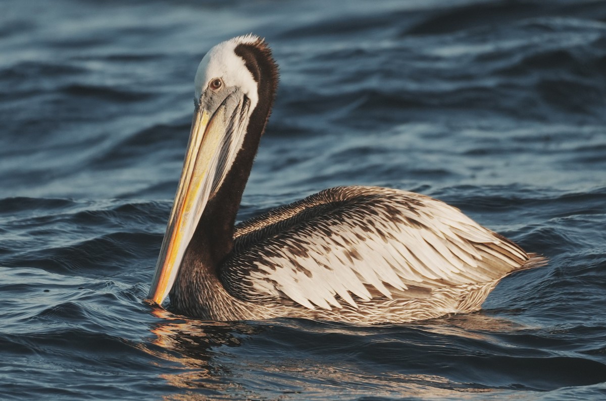 Peruvian Pelican - ML650789978
