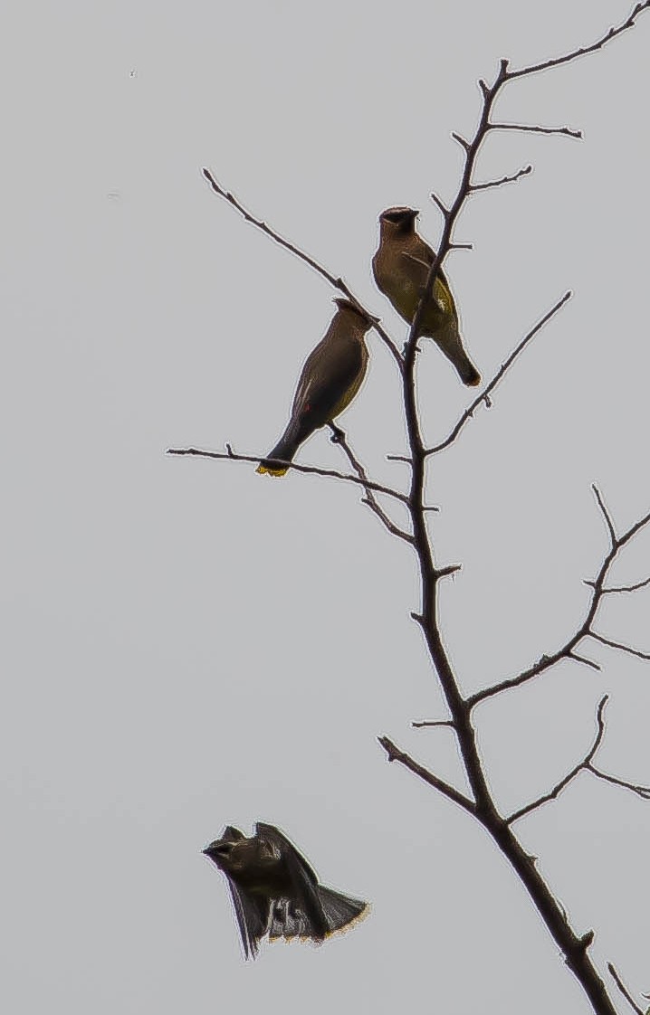 Jaseur d'Amérique - ML650790206