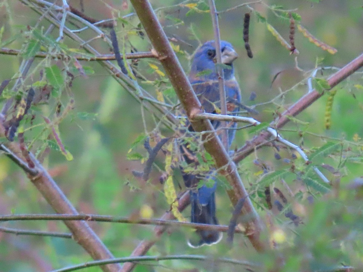 Blue Grosbeak - ML650790250
