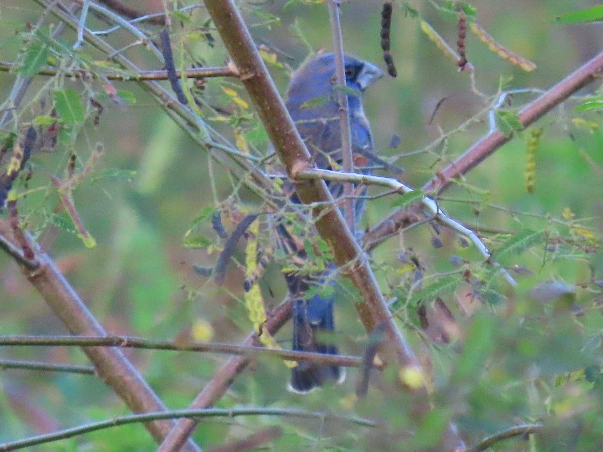 Blue Grosbeak - ML650790251
