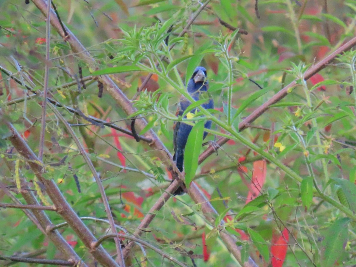 Blue Grosbeak - ML650790252
