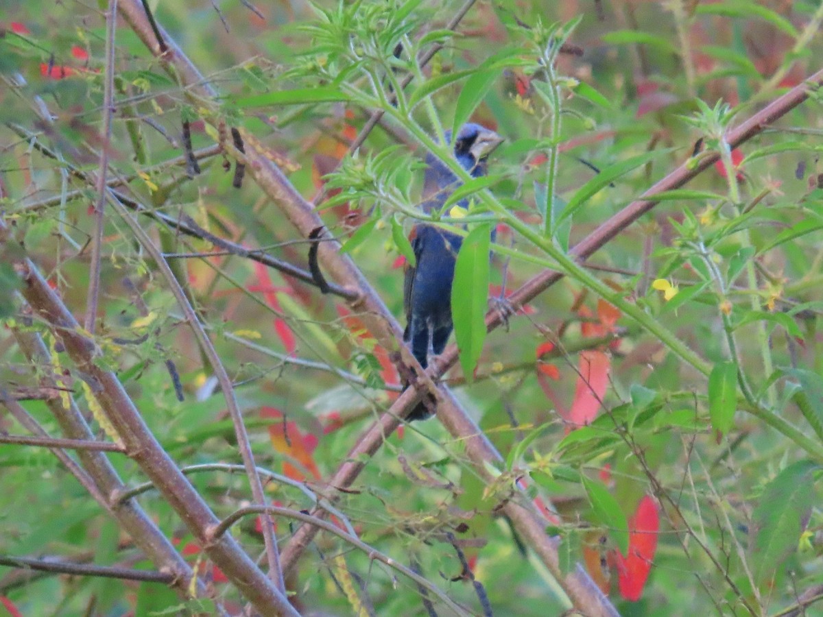 Blue Grosbeak - ML650790253
